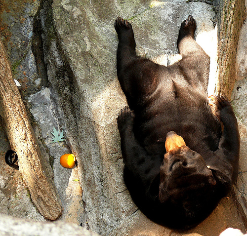 File:Sun bear sitting.jpg