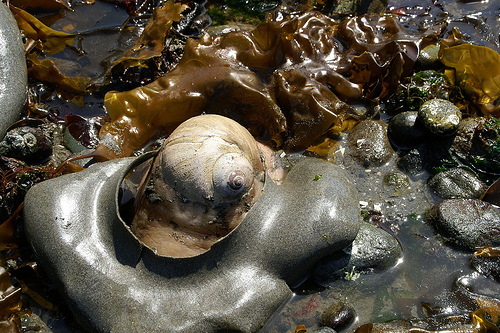File:Moon snail with eggs.jpg