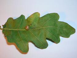 Red-Pea gall Cynips divisa on Oak.JPG
