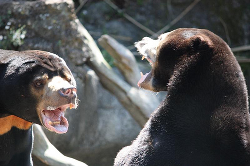 File:Sun bear fight.jpg