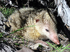 Tenrec ecaudatus, known as the "common tenrec"