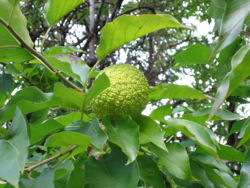 Aosage orange.jpg