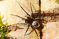 Divingbellspider.jpg