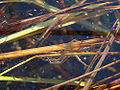 Water spider.jpg
