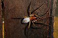 Wspider.jpg