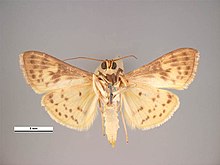 Conogethes punctiferalis ventral.jpg