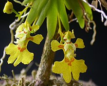 Erycina glossomystax.jpg