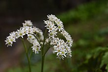 Maple-leaf mukdenia.jpg