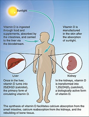 614 Synthesis of Vitamin D.jpg