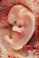 9weeks.jpg
