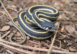 Western terrestrial garter snake juvie.jpg