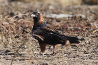 BlackBreastedBuzzard.jpg