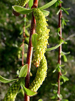 Catkin.jpg
