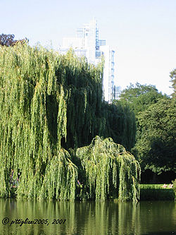 Weeping willow.jpg