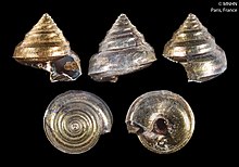 Carenzia nitens (MNHN-IM-2000-2275).jpeg