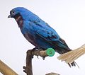 Cotinga amabilis Museum de Genève.JPG