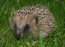 A spiky haired hedgehog sits in the grass, facing the camera.
