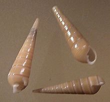 Syrnola adamsi 001.jpg