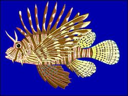 Lionfishdrawing.jpg