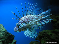 Lionfishmain.jpg