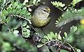 Amakihi common winter oahu hawaii monte-m-taylor.jpg