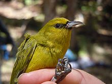 Hemignathus virens.jpg