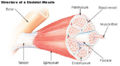 Illu muscle structure.jpg