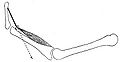 Muscle lever.JPG