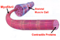 The Structure of Skeletal muscle.PNG