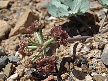 Shadscale spring parsley, Cymopterus basalticus (32883127853).jpg
