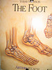 Bone movement.jpg