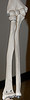 Bones.jpg