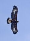 Aquila chrysaetos USFWS.jpg