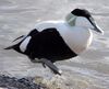 Bristol.zoo.common.eider.arp.jpg