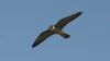 Hobby (Falco subbuteo) (2).jpg