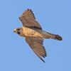 Peregrine Falcon La Cañada.jpg