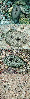 Peacock Flounder Bothus mancus in Kona (vertical).jpg