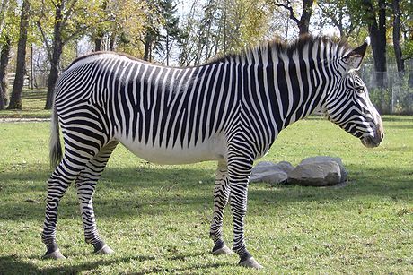 File:Grevy's Zebra Body Design.jpg