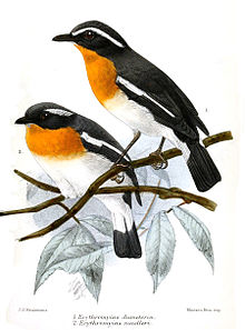 ErythromyiasKeulemans.jpg