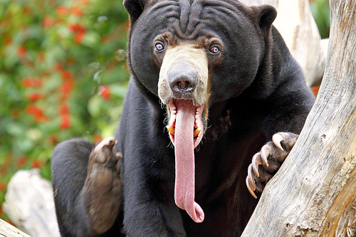File:Sun bear tongue.jpg