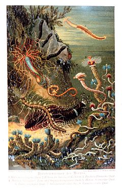 "A variety of marine worms": plate from Das Meer by M. J. Schleiden (1804–1881).