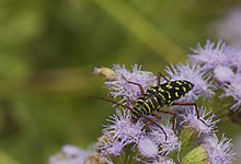Mesquite Borer (Placosternus erythropus).jpg