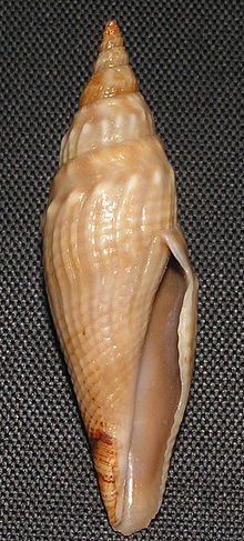 Genota nicklesi 002.jpg