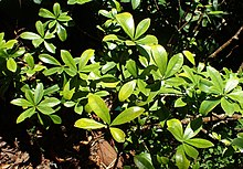 Ternstroemia lineata chalicophila kz1.jpg