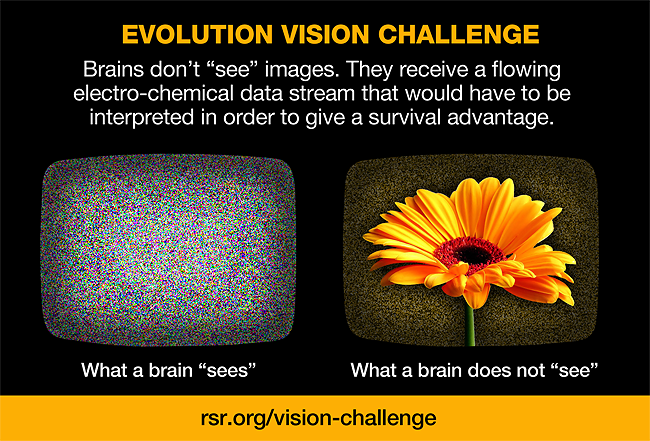 File:Vision-challenge-RSR-what-a-brain-sees.png