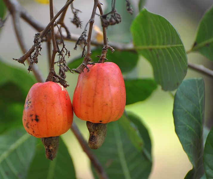 File:AnacardiumOccidentaleRipened.jpg