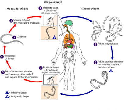 Brugia malayi LifeCycle.gif