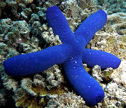Bluestarfish.jpg