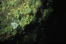 Halichondria panicea on boulder.jpg