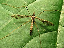 Fancy Crane Fly (14929601446).jpg